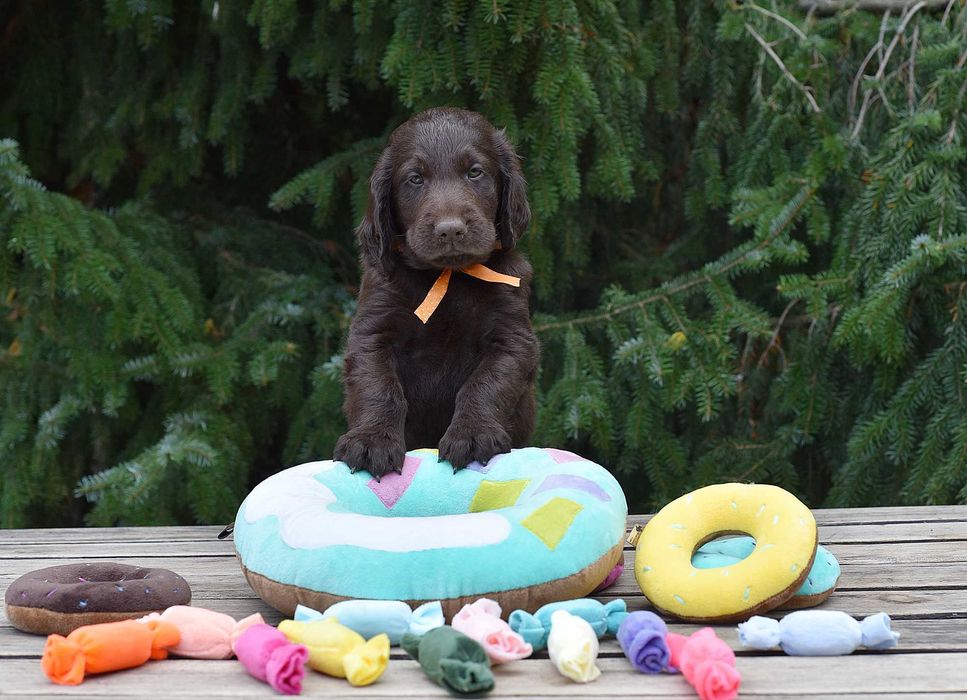 Flat Coated Retriever - wątrobiany chłopak  ZKwP/FCI