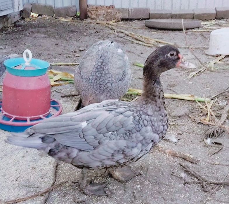 Мускусные молодые утаки