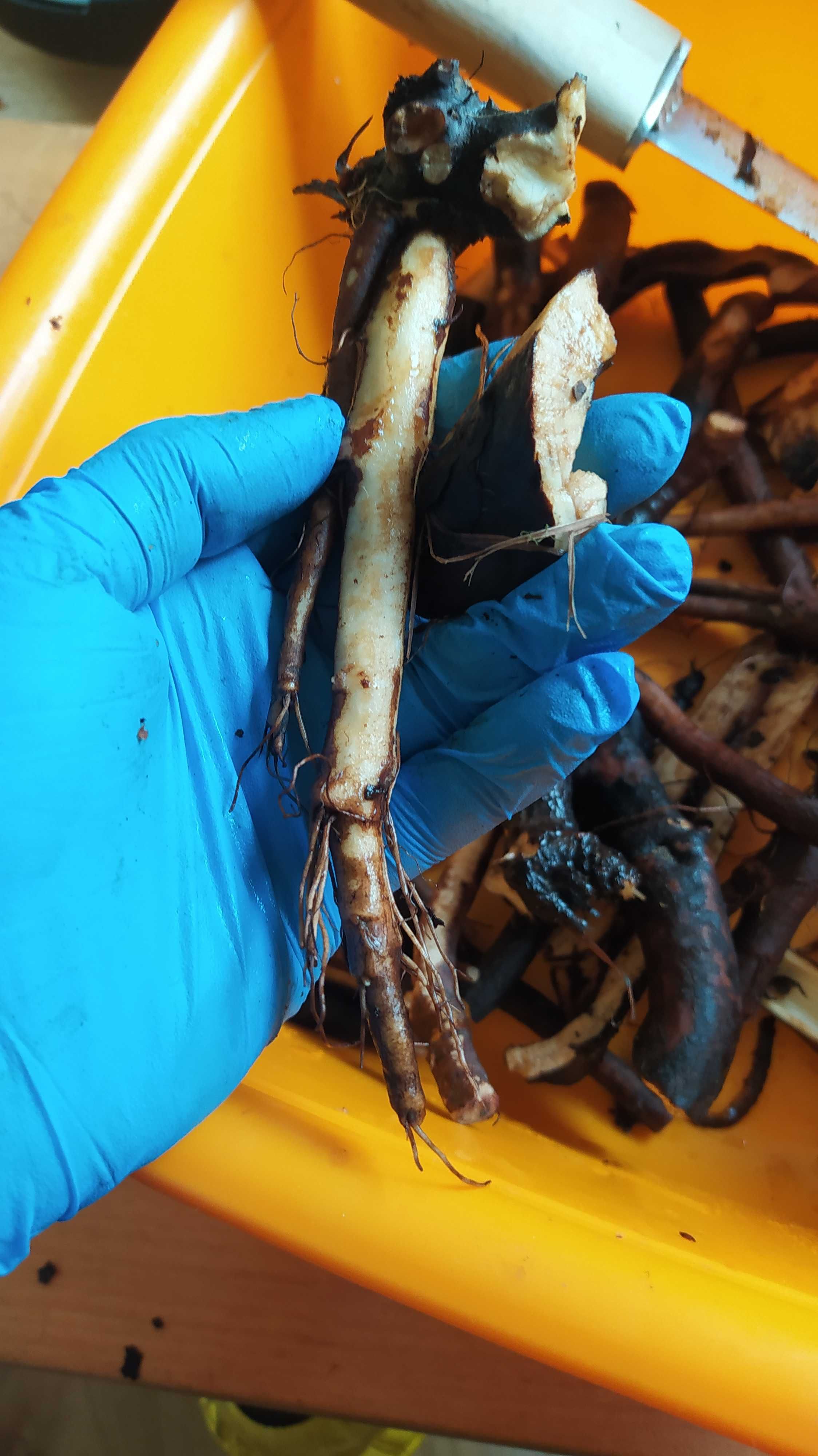 Korzeń żywokostu świeży oczyszczony krojony 1,5kg
