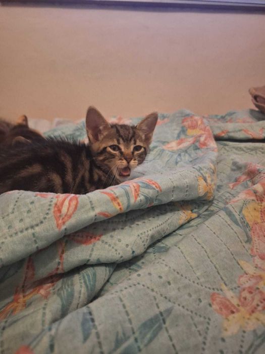 Dou gatinho macho faz 2 meses dia 20