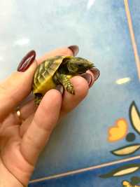 Сухопутна маленька черепаха