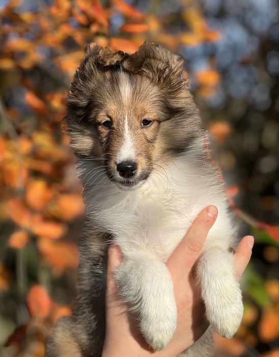 Owczarek szetlandzki sheltie szczenię ZKwP FCI