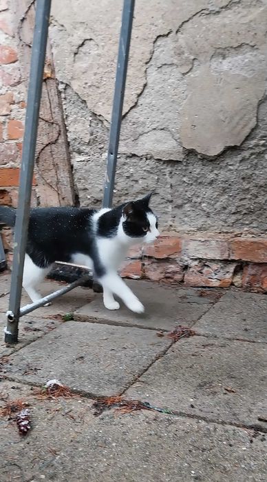 Cudowny kocurek szuka domu na zawsze