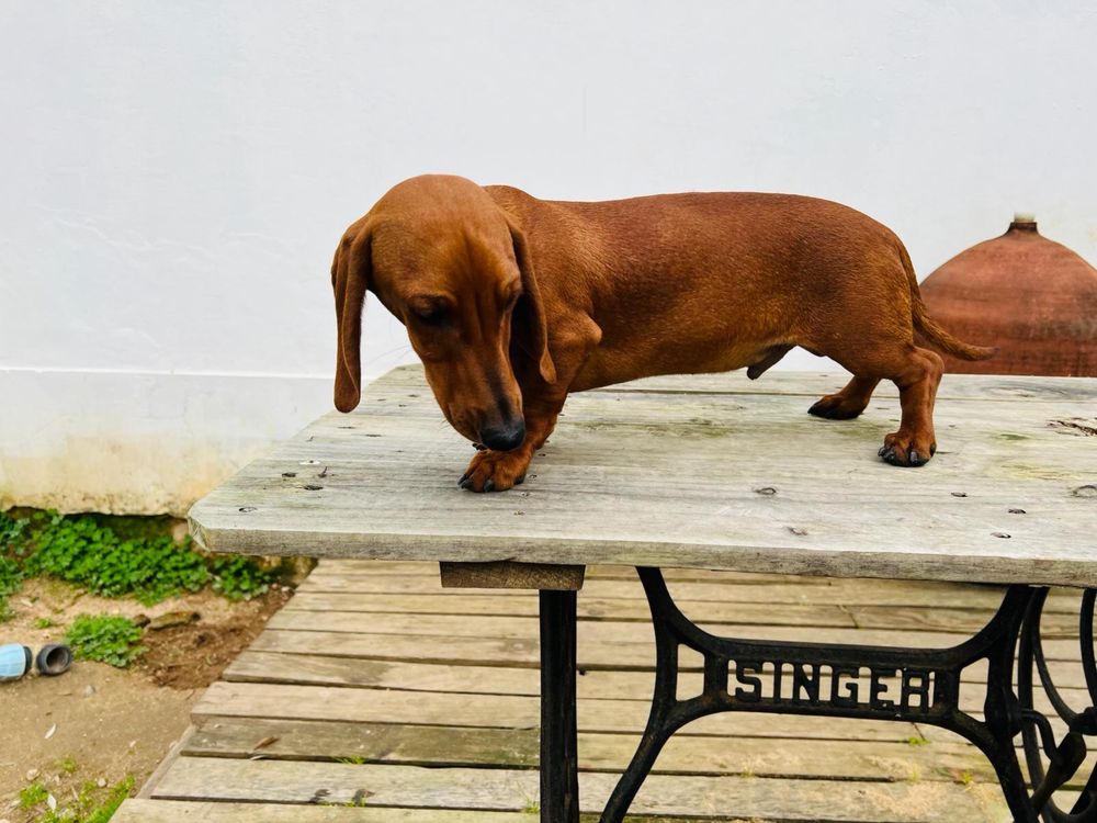 Teckel Cachorrinho Macho