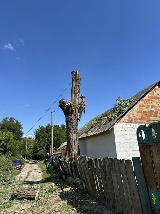 Спилить дерево, срезать дерево