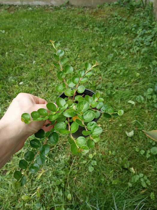 Кизильник горизонтальний 25 грн