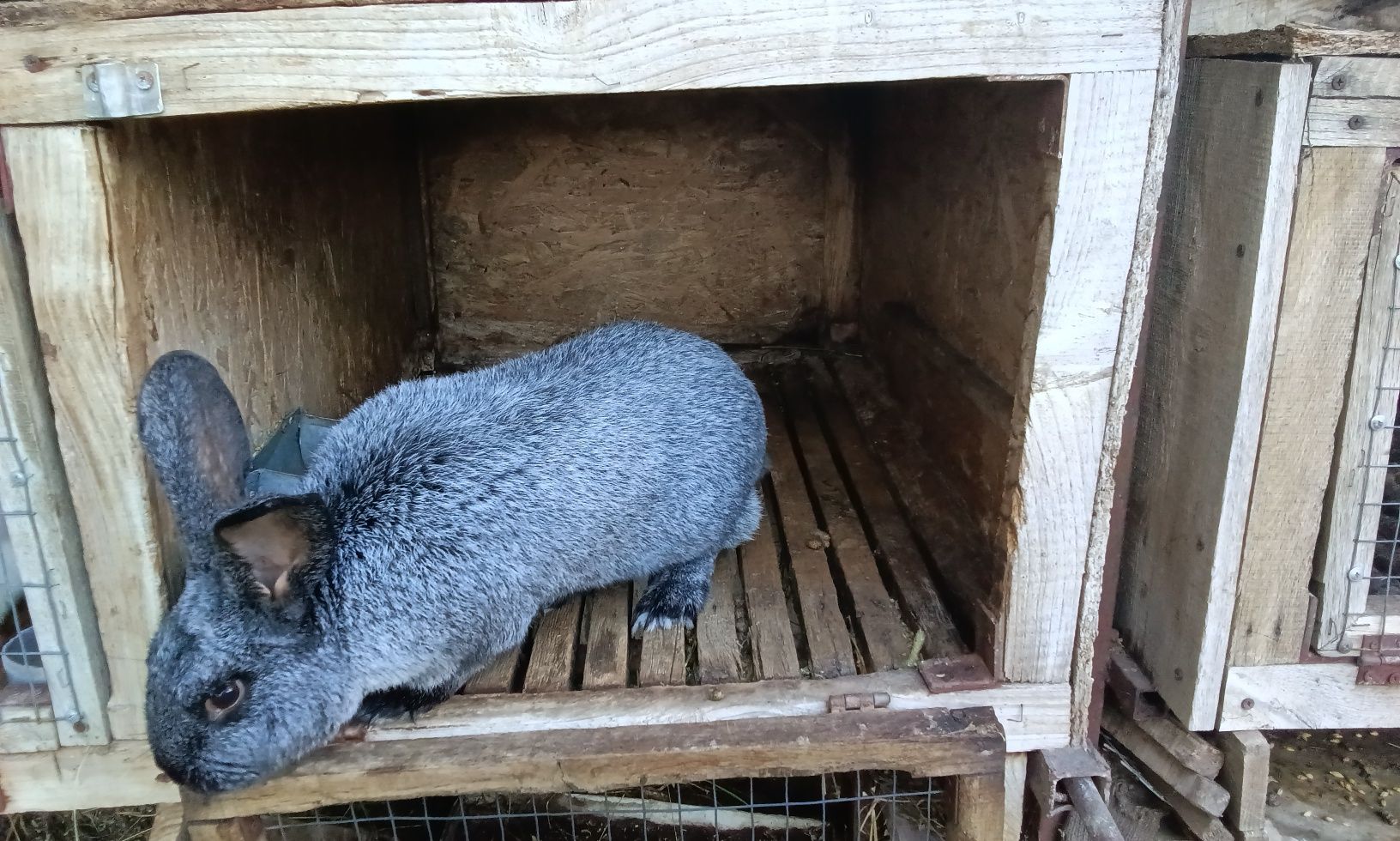 Кролик породи Полтавське срібло віком 11 місяців робочий