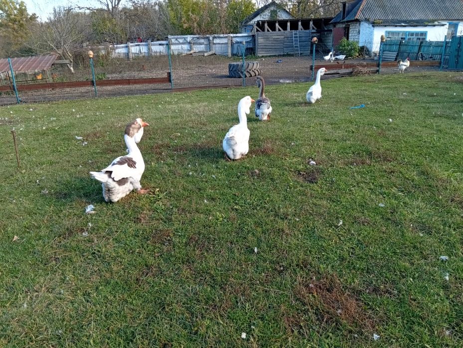 Гуси.                 Холмонгори.