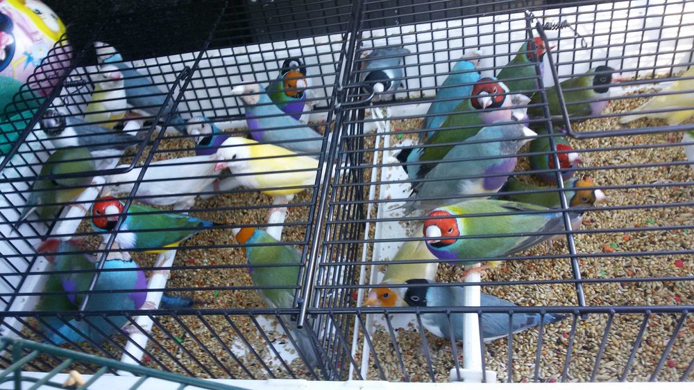 Vendo diamantes gould