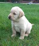Labrador retriever szczeniaki