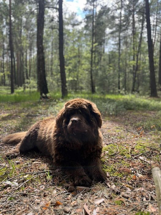 Nowofundland zapowiedź miotu wiosna 2026