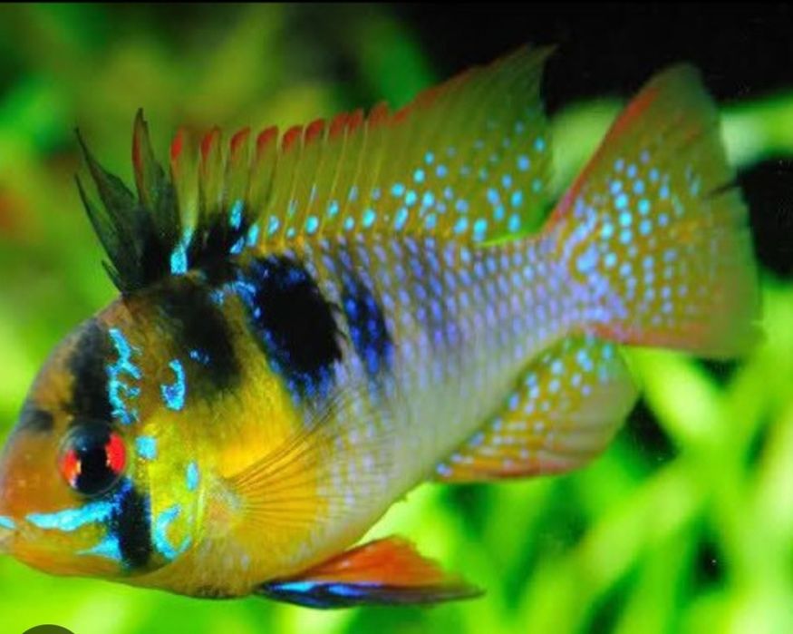 Ramirezi German azul 3 cm