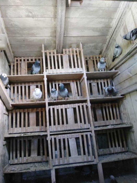Gołębie pocztowe - likwidacja hodowli