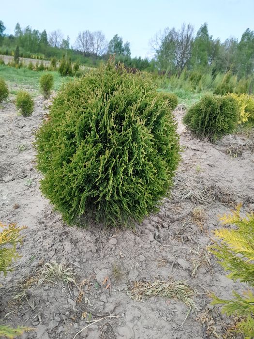 Туя шаровидна (кулька) щ