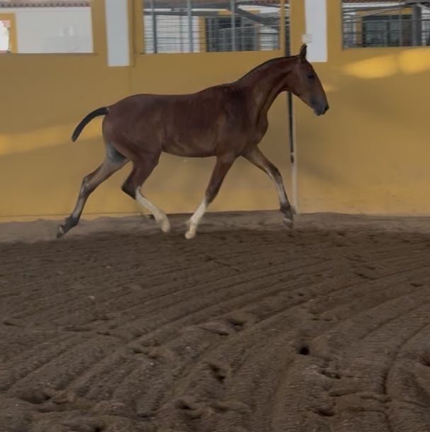 Poldros lusitanos puros de 1 ano