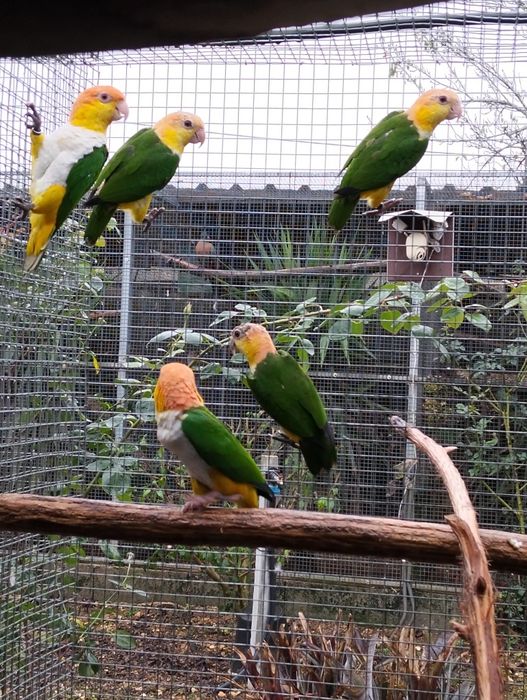 Papagaios amazonas e pionites