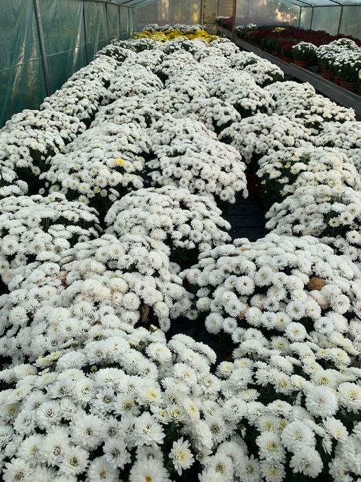 Chryzantemy drobnokwiatowe