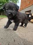 Mama samoyed tata nn