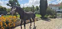 Lindo Cavalo Lusitano