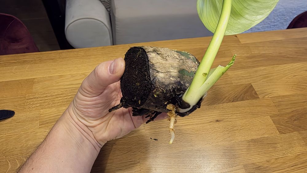 Monstera Big Form ogryzek z Madery OSTATNI