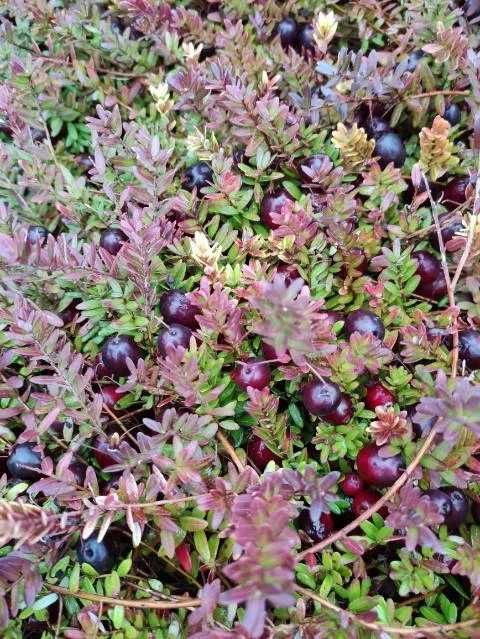 żurawina  do  mięsa