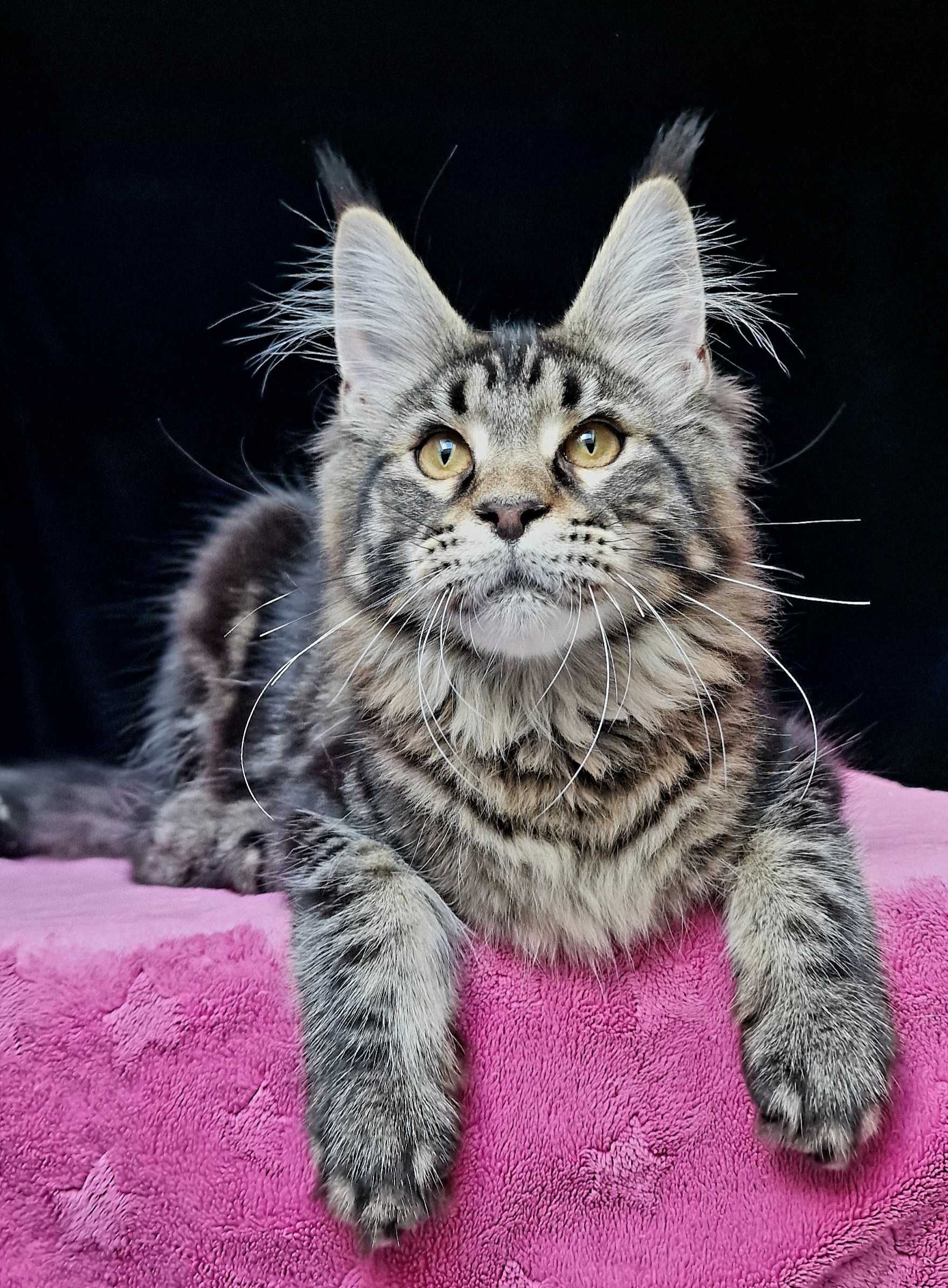 Maine coon, piękna kotka klasycznie pręgowana
