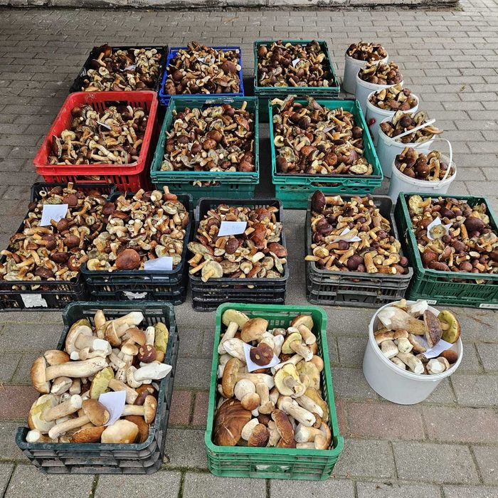 Sprzedam świeżę Grzyby na zamówienie- Borowik/Podgrzybek