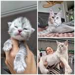 Kocur ns22 pale do hodowli po shaded championie maine coon