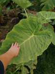 Colocasia esculenta -Kolokazja jadalna. Bulwa
Sadzimy