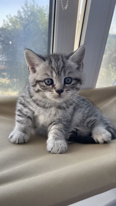Scottish Fold and Scottish Straight
