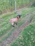 Cabrito alpino com 6 meses
