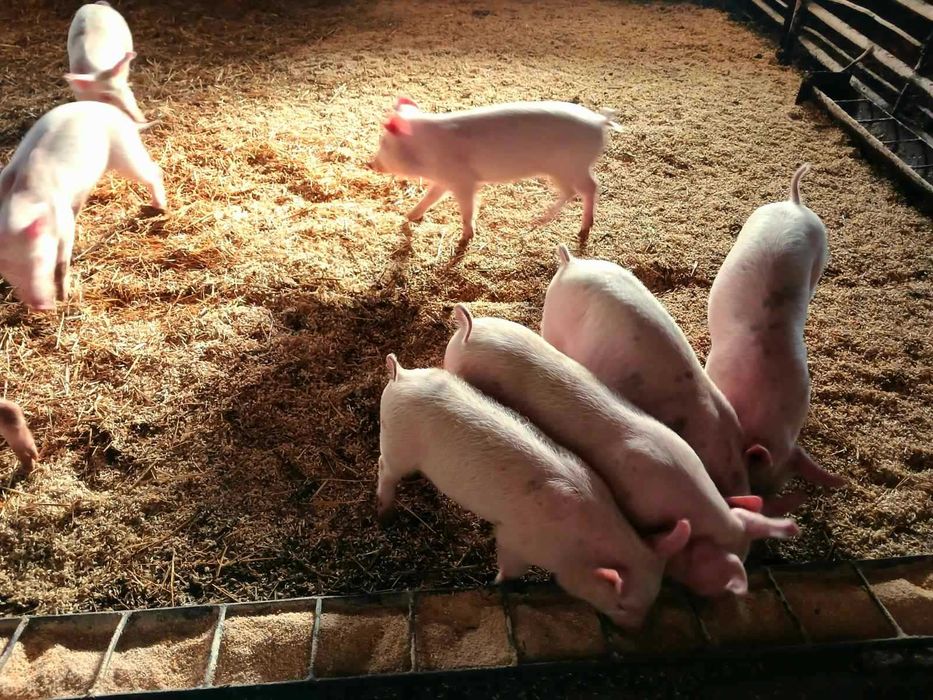 Поросята 12-15 кг