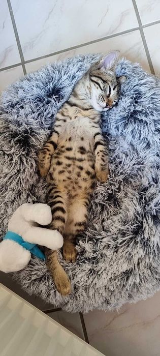 Legowisko Łóżko dla psa, kota miękkie szare