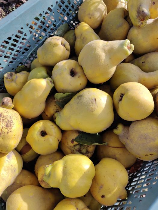 Pigwa gruszkowa 8 zł za kg