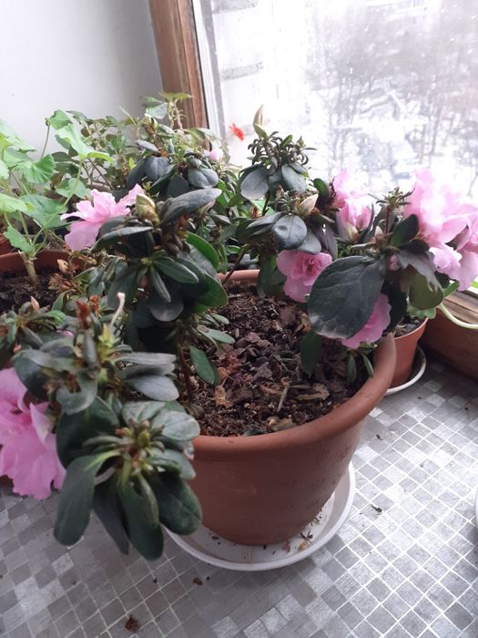 Азалия.Рододендрон.Цвет розовый.