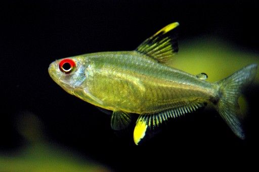 GB Bystrzyk Cytrynowy