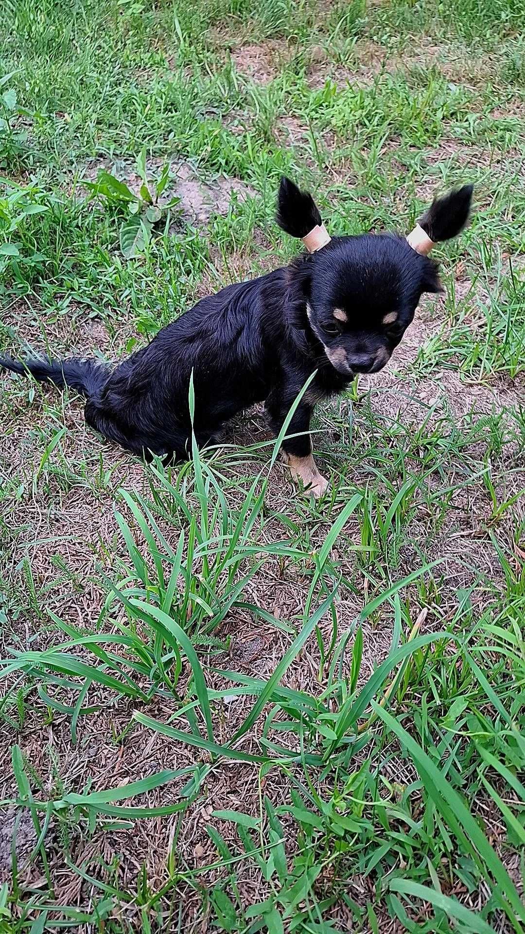 Czarno-podpalany chihuahua Zevs