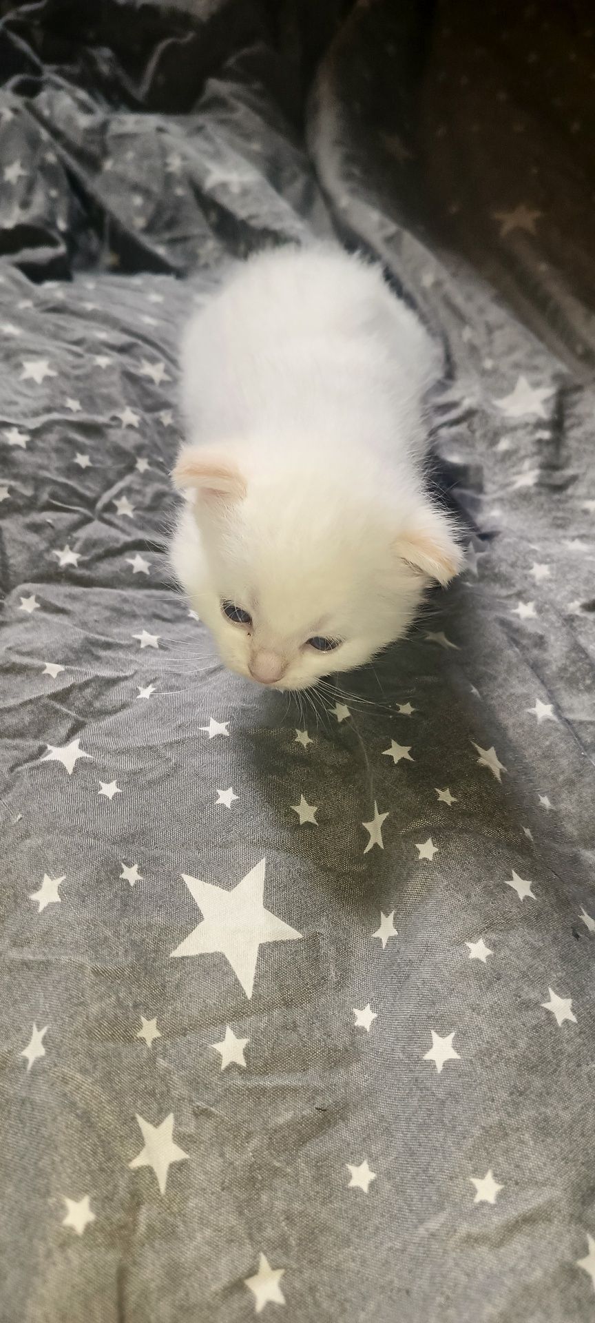 Котики безкоштовно