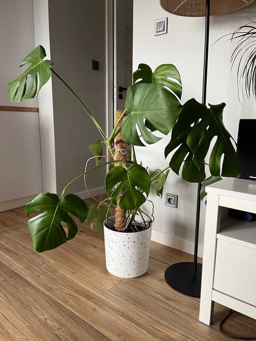 Monstera - bardzo ładna!