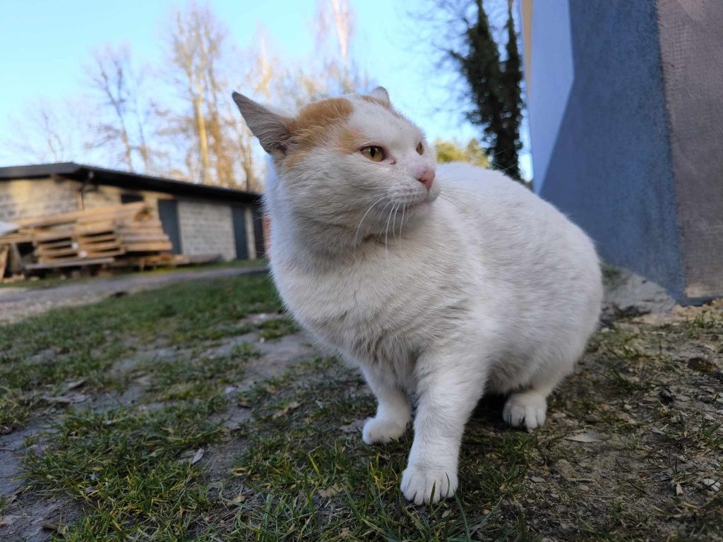 Bardzo potrzebujący kocurek poleca się do pokochania