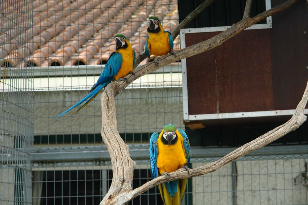 Ara Ararauna  azul e amarela