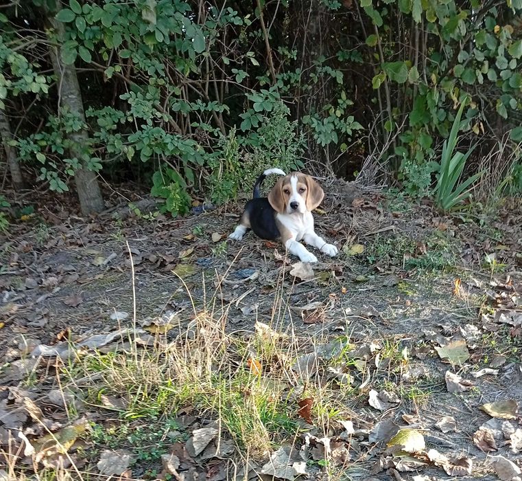 Beagle szczeniak piesek