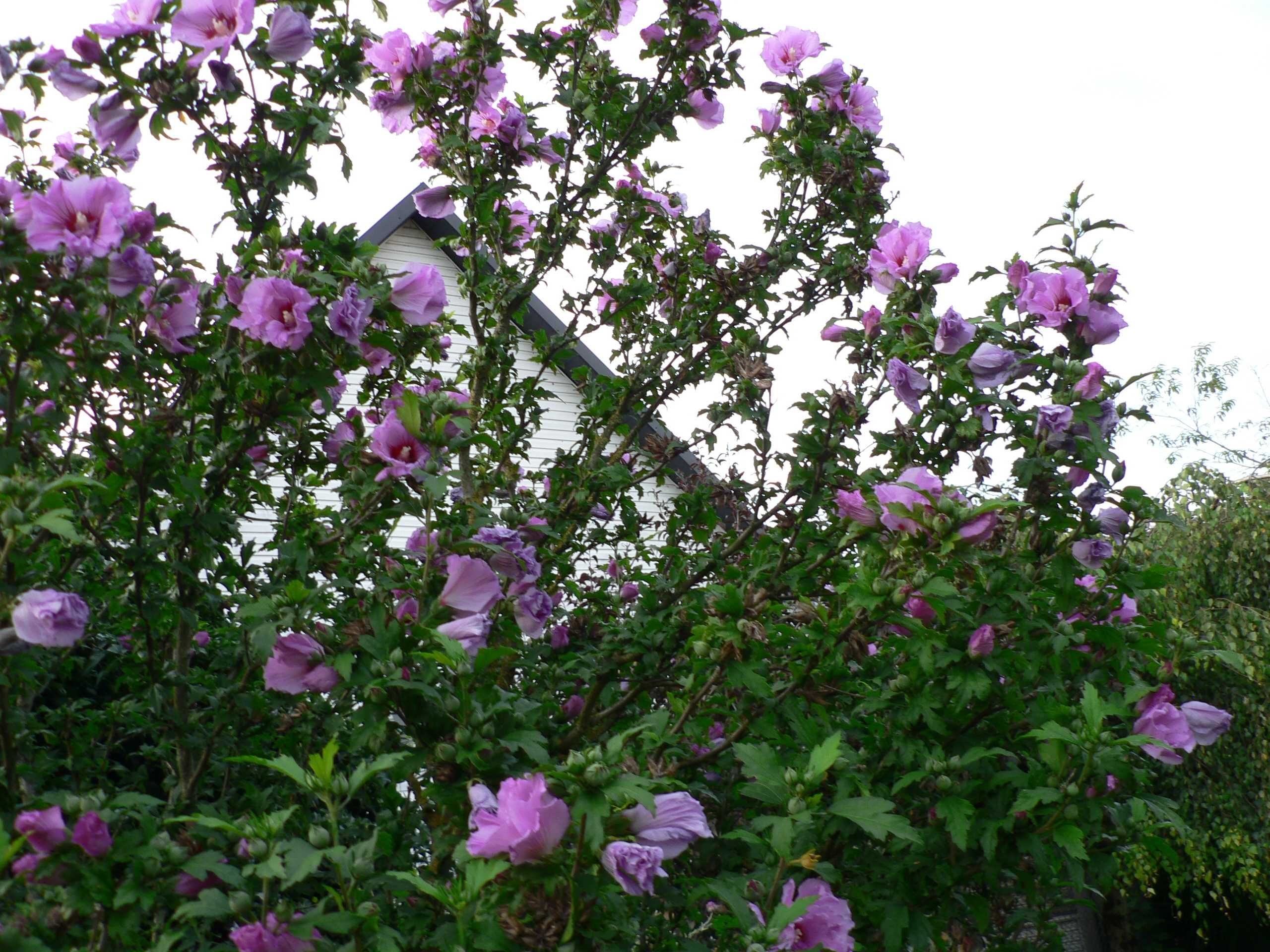 Hibiskus różowy i biały