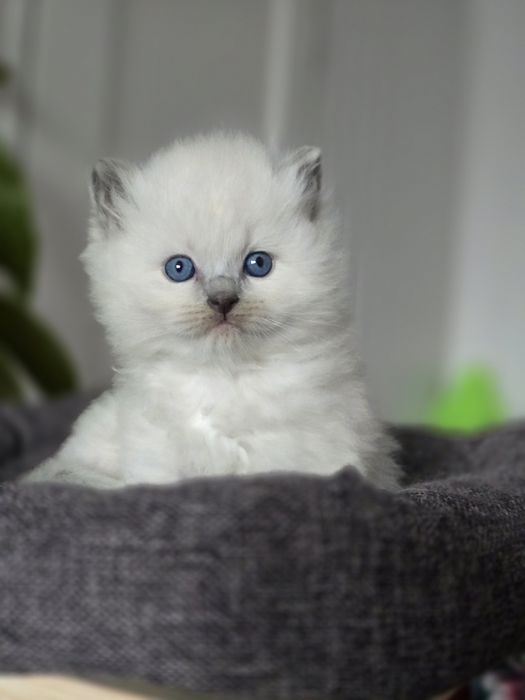 Ragdoll kocurek odbiór pod koniec listopada