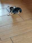 Chihuahua Suczka