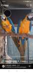 Casal de araras ararunas