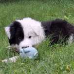 Border Collie ZkwP gotowe do odbioru