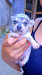 Chiuhuahua femea merle