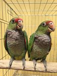 Amazona Vinacea 2025
