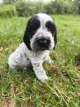 Cocker spaniel angielski samiec Blue roan